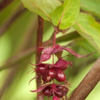 Himalayan Honeysuckle